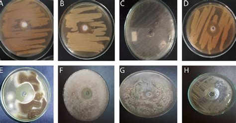 Pdf Evaluation And Comparison Of Antimicrobial Efficacy Of Snail