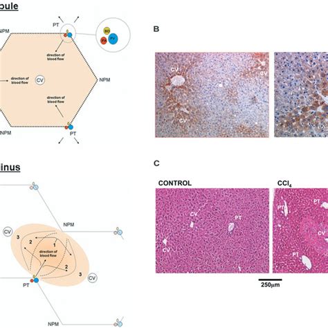 Cell types of the liver | Download Table