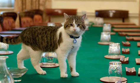 Larry The Cat Will Not Be Evicted From Downing Street - We Love Cats ...