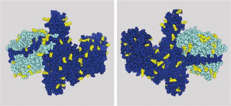 Structure Of Botulinum Neurotoxin Type A The Toxin Molecule Is