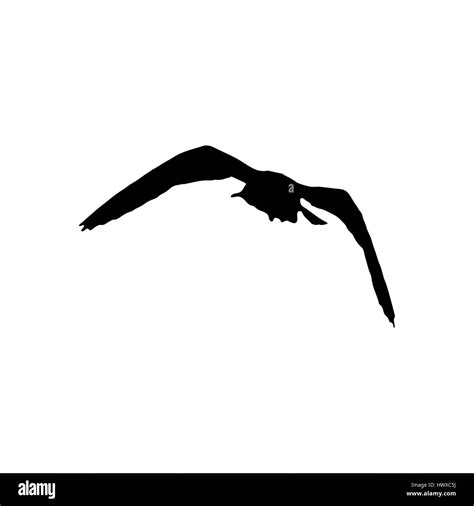 Flying Seagull Bird Black Silhouette Isolated On White Background Stock