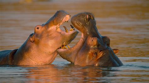 Nature Hippo King Arizona Pbs