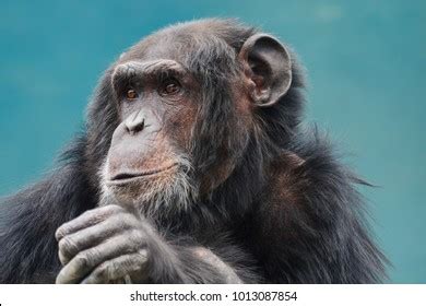 30,554 Chimpanzee face Images, Stock Photos & Vectors | Shutterstock