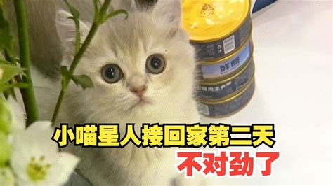 【1818黄金眼】小猫接走没几天，猫瘟责任谁承担 Youtube