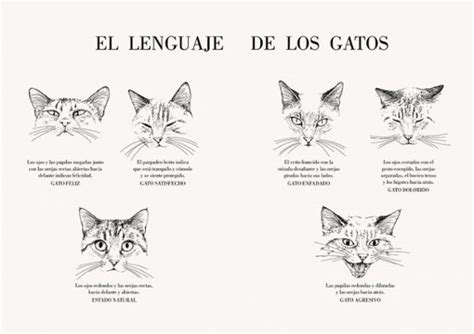 Historia De Un Gato Laura Agusti Casa Del Libro