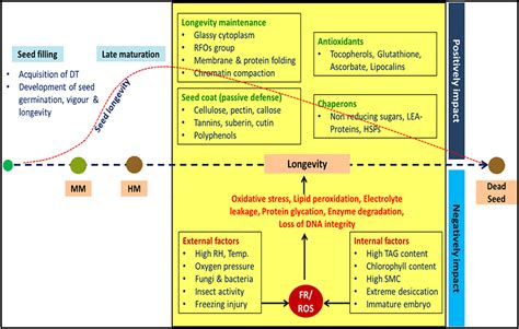 Frontiers Seed Longevity In Legumes Deeper Insights Into Mechanisms