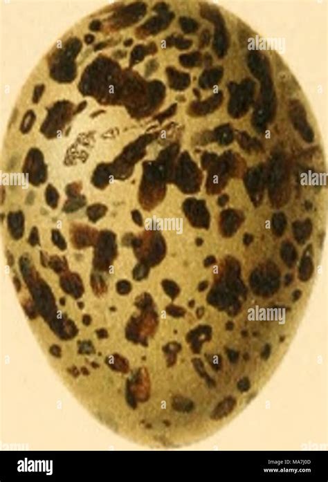 Eggs Of British Birds With An Account Of Their Breeding Habits Limicolae With 54 Coloured