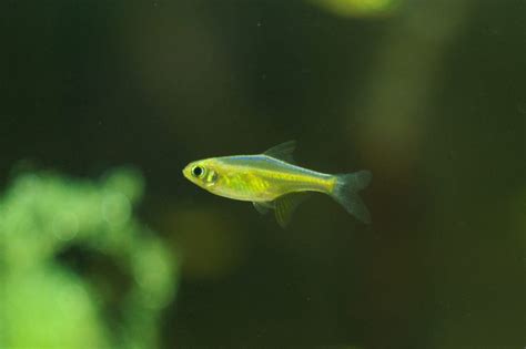 Neon Green Rasbora (Microdevario kubotai): Care & Lifespan - Fish ...