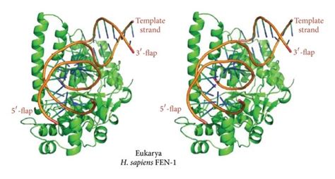 Single Stranded Dna Binding Proteins Bacterial Members Of This Class Download Scientific