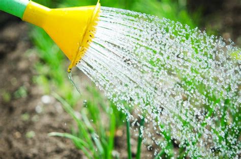 Riego De Las Plantas De Una Regadera Agricultura De Riego Y Concepto