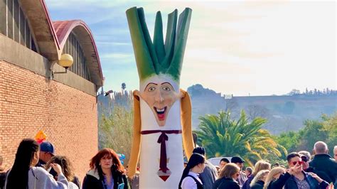 CERCAVILA 42ª Gran Festa de la Calçotada 2024 amb Gegants Calçot