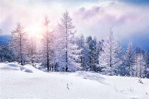 Winter Snow Covered Trees - Gallery Corner