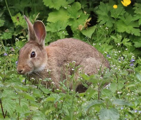 Irish Wild Boi Rrabbits