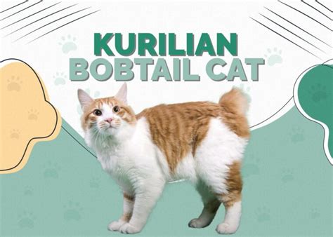 Kurilian Bobtail Cat: Breed Info, Pictures, Temperament & Traits | Hepper