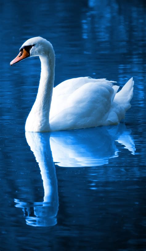 A Picture Of A Beautiful Swan About Wild Animals