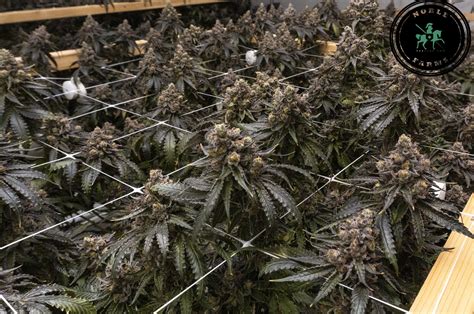 Grape 33 — Noble Farms