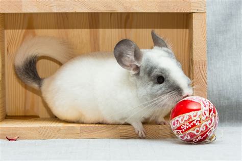 What Do Chinchillas Like To Play With Petsoid