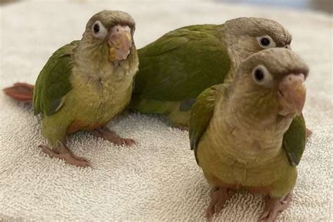 Green Cheek Conure Cinnamon