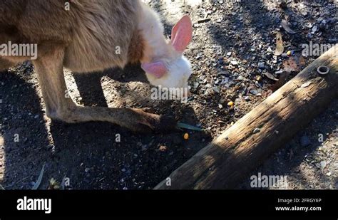 Red Kangaroo Pouch Stock Videos And Footage Hd And 4k Video Clips Alamy