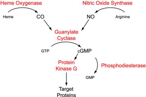 Diagrammatic Representation Of The Cono Cgmp Signaling Open I