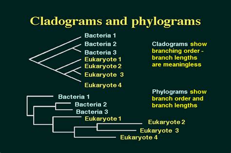 Evolution How To Read Cladogramsphylograms Biology Stack Exchange