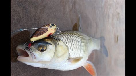 Воблеры для голавля. Часть 2: вспомогательные - YouTube