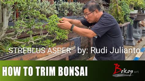 HOW TO TRIM BONSAI YouTube