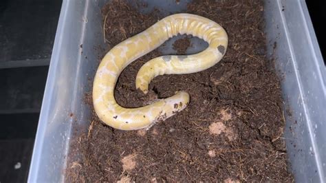 Kenyan Sand Boa Collection Sand Boa Morphs Splashvanishing Pattern