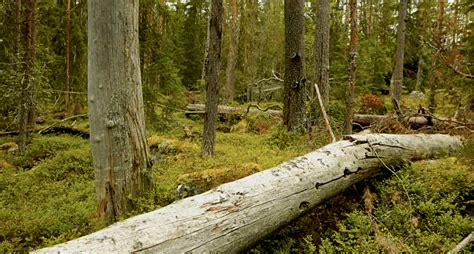 Skolbanken Skogen