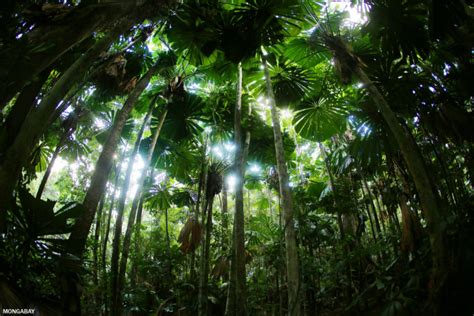 Bosques tropicales: un recorrido por las grandes selvas del mundo | CIFRAS