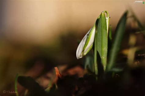 Snowdrop Colourfull Flowers Spring White Flowers Wallpapers 2048x1365