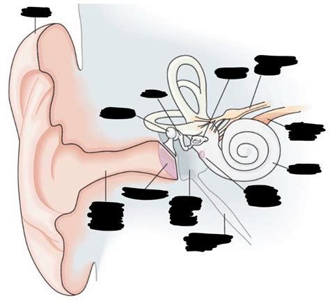 Diagram Of Lateral Ear View Quizlet