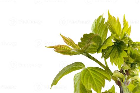 varieties close   stock photo  vecteezy