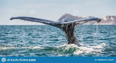 Tail Fin Of The Mighty Humpback Whale Above Surface Of The Ocean