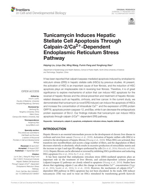 PDF Tunicamycin Induces Hepatic Stellate Cell Apoptosis Through