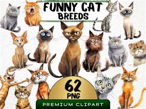 Funny Cat Breeds Clipart Bundle Graphic by MokoDE · Creative Fabrica