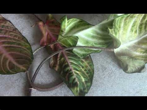 У ксантозомы Линдена проблема... - YouTube