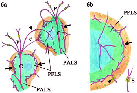 Schematic Drawings Showing The Vascular System In Relation To The White