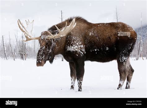 Bull moose antlers in snow alaska hi-res stock photography and images ...