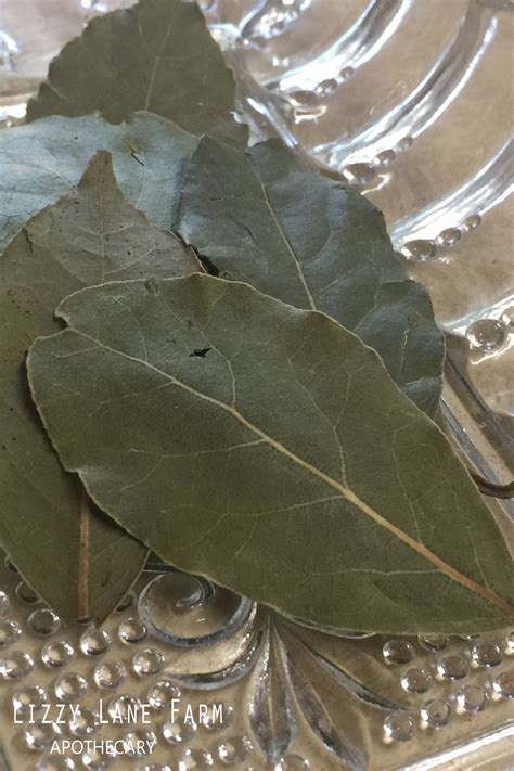 Bay Leaf-Organic Whole Bay Leaf, Mediterranean Bay Leaves – Lizzy Lane Farm Apothecary