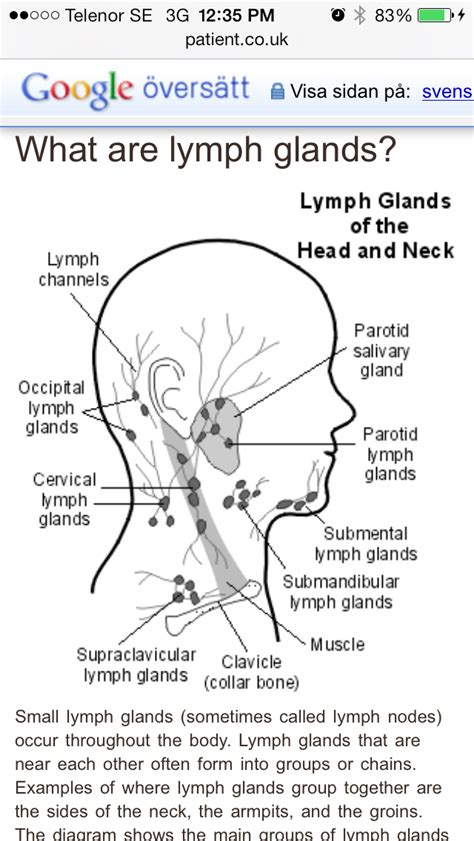 Supraclavicular Lymph Nodes Location