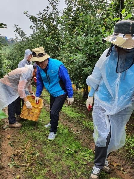 농어촌公 충남 태풍링링피해 과수농가 일손돕기 ‘분주 충청뉴스