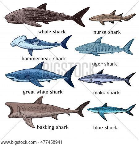 Types Sharks. Big Set Vector & Photo (Free Trial) | Bigstock