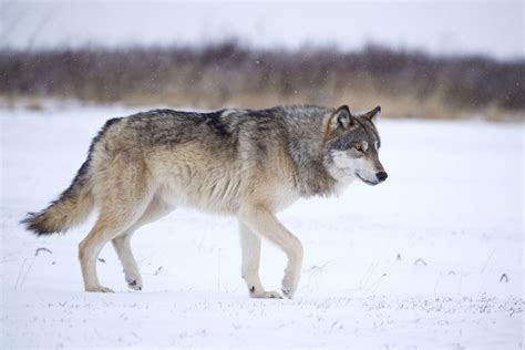 interesting facts  carnivores