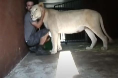 Découvrez la réaction inattendue de la lionne lorsque les gardiens du