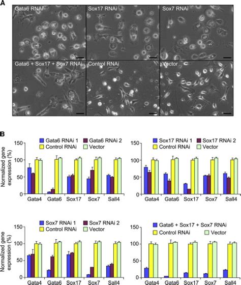 Sall4 Regulates Distinct Transcription Circuitries In Different