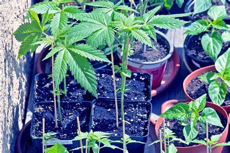 Lollipopping Your Cannabis Crop Heres How To Do It Right