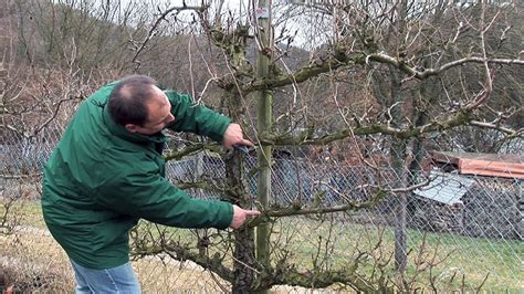 Säulen Zwetschge Anja Prunus Anja Zulauf Gartencenter