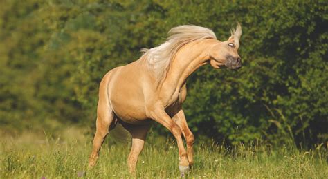 Pferd Schlägt Mit Kopf Beim Galoppieren information online