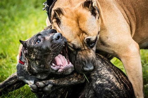 Как правильно разнять и расцепить челюсти собак при драке? - Petstory